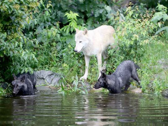 New pups Cedar and Rowan join exhibit pack at Ely’s International Wolf Center