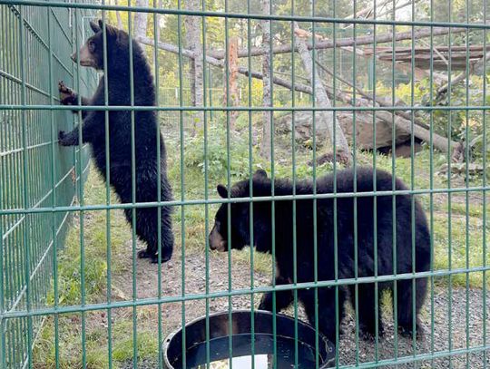 North American Bear Center welcomes cubs Koda and Jasper