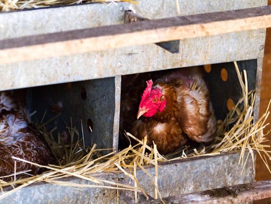 Public balks on allowing chickens