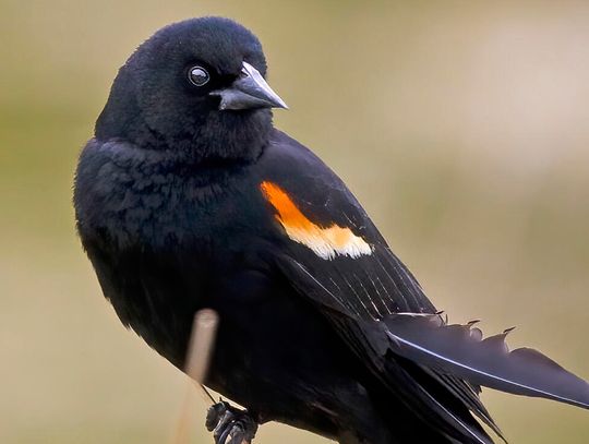 Report on a Threatening Bird