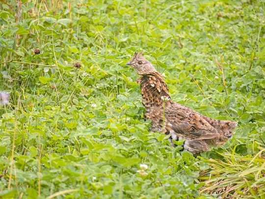 Ruffed grouse counts lower this year after a strong peak last year