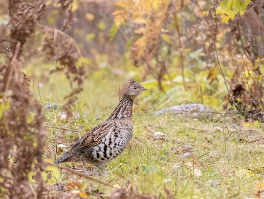 Ruffed grouse in declining phase of population cycle