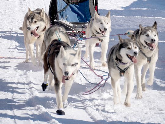 Snow clears way for WolfTrack