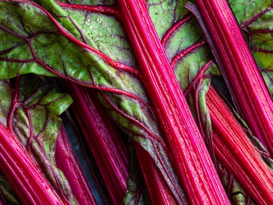 SOUR CREAM RHUBARB BARS