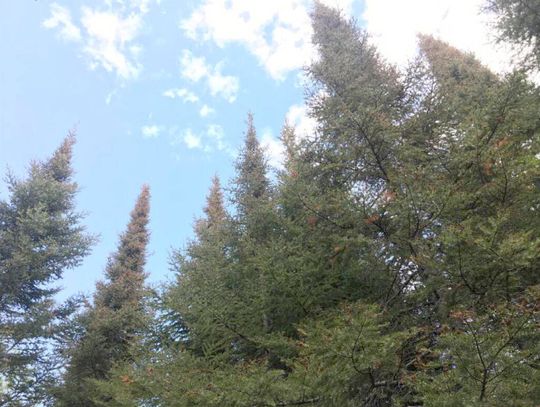 Spruce budworm damage fuels wildfire risk, spurs forestry action