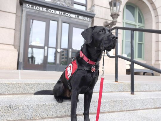 St. Louis County attorney’s office welcomes Yonkers, state’s eighth courthouse facility dog