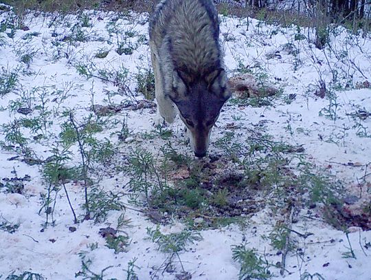 Stauber: Delist the gray wolf now