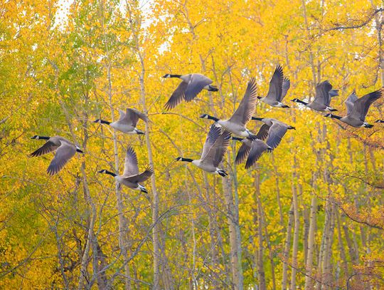 This week’s DNR Conservation Officer reports