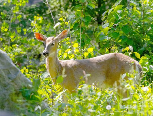 This week’s Minnesota DNR