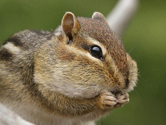 This week’s Minnesota DNR