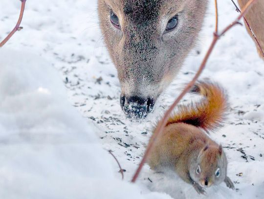 This week’s Minnesota DNR Conservation Officer reports