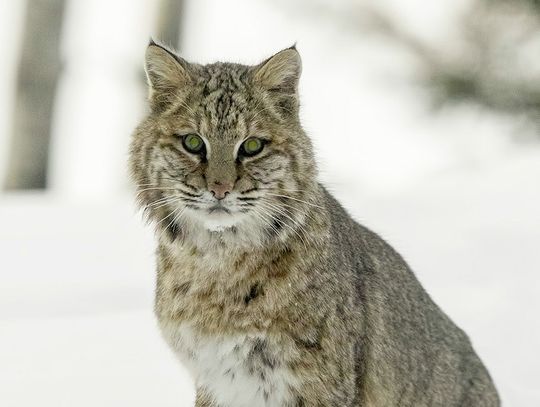 This week’s Minnesota DNR Conservation Officer reports