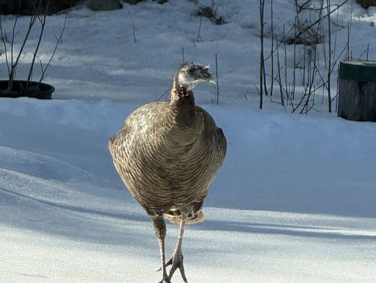 This week’s Minnesota DNR Conservation Officer reports