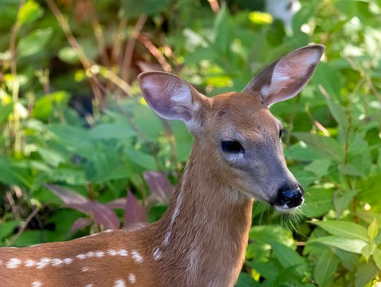 This week’s Minnesota DNR Conservation Officer reports