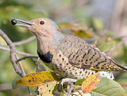 This week’s Minnesota DNR Conservation Officer reports