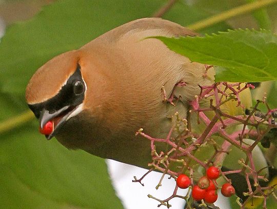 This week’s Minnesota DNR Conservation Officer reports