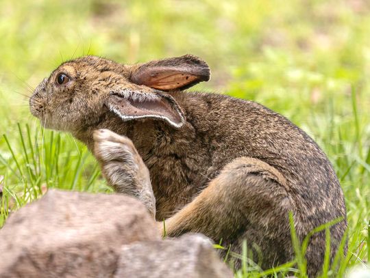 This week’s Minnesota DNR Conservation Officer reports