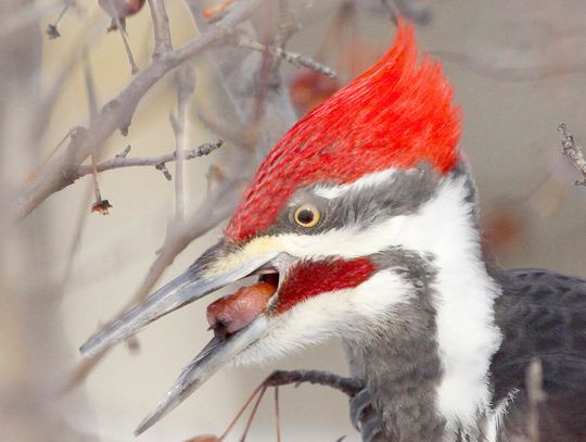 This week’s Minnesota DNR Conservation Officer reports