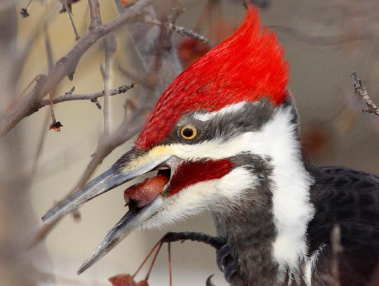 This week’s Minnesota DNR Conservation Officer reports This week’s Minnesota DNR Conservation Officer reports