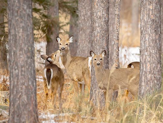 This week’s Minnesota DNR Conservation Officer reports