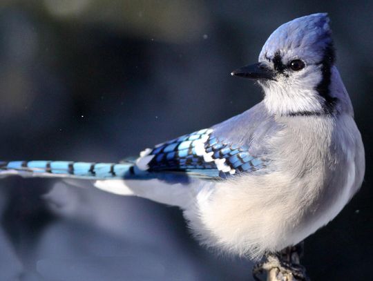 This week’s Minnesota DNR Conservation Officer reports