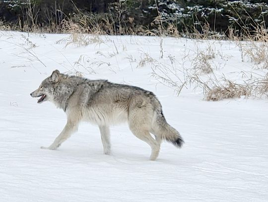 This week’s Minnesota DNR Conservation Officer reports This week’s Minnesota DNR Conservation Officer reports