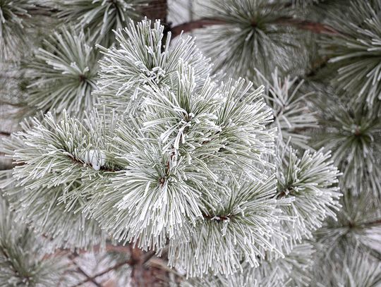 This week’s Minnesota DNR Conservation Officer reports