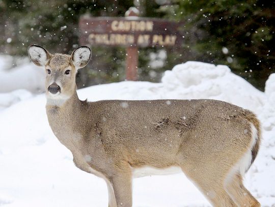 This week’s Minnesota DNR Conservation Officer reports This week’s Minnesota DNR Conservation Officer reports