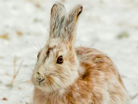 This week’s Minnesota DNR Conservation Officer reports