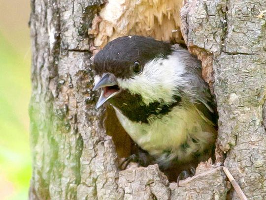 This week’s Minnesota DNR Conservation Officer reports