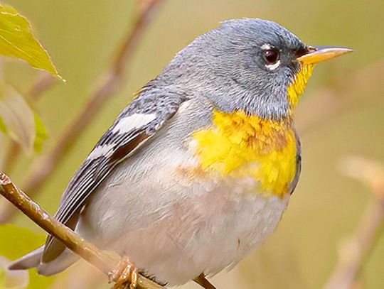 This week’s Minnesota DNR Conservation Officer reports