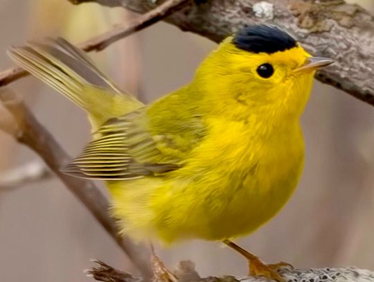 This week’s Minnesota DNR Conservation Officer reports This week’s Minnesota DNR Conservation Officer reports