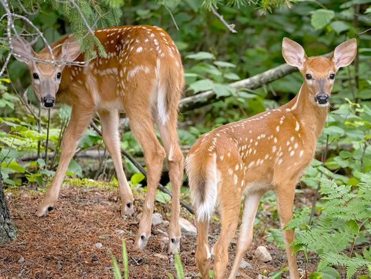 This week’s Minnesota DNR Conservation Officer reports