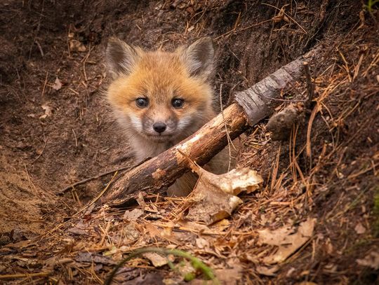 This week’s Minnesota DNR Conservation Officer reports