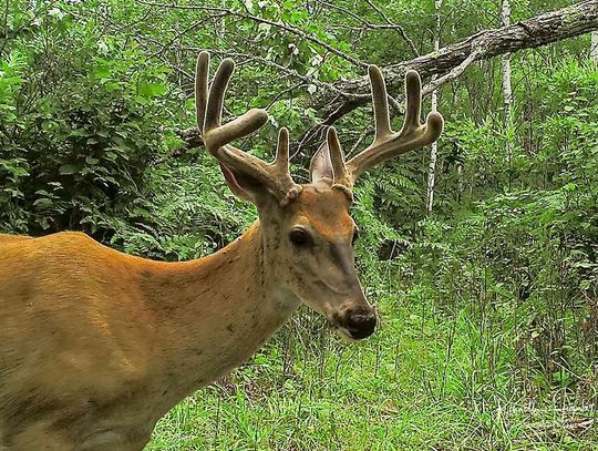 This week’s Minnesota DNR Conservation Officer reports
