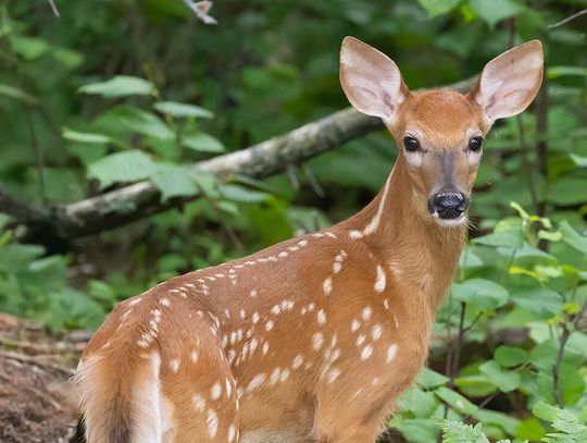 This week’s Minnesota DNR Conservation Officer Reports