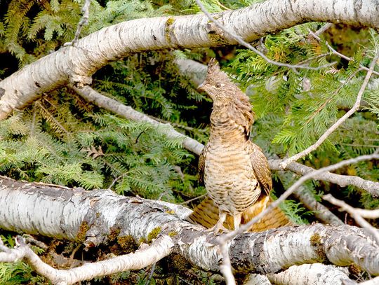 This week’s Minnesota DNR Conservation Officer reports
