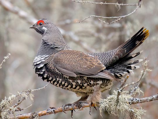 This week’s Minnesota DNR Conservation Officer reports