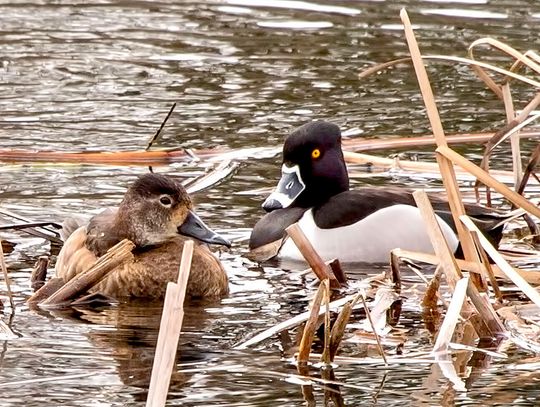 This week’s Minnesota DNR Conservation Officer reports
