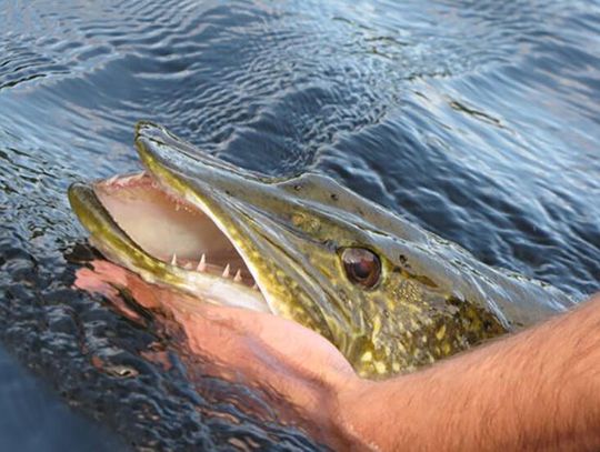 Trout Whisperer Catch and release