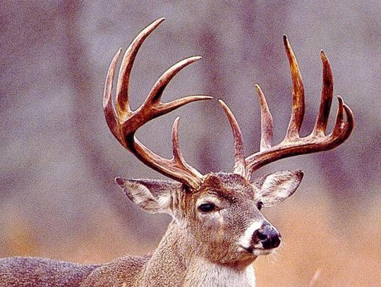 Trout Whisperer - Eighty...only eighty