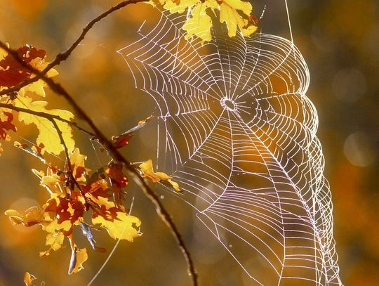 Trout Whisperer - Is meece, the plural