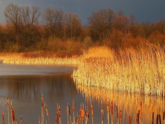 Trout Whisperer - It’s umber season