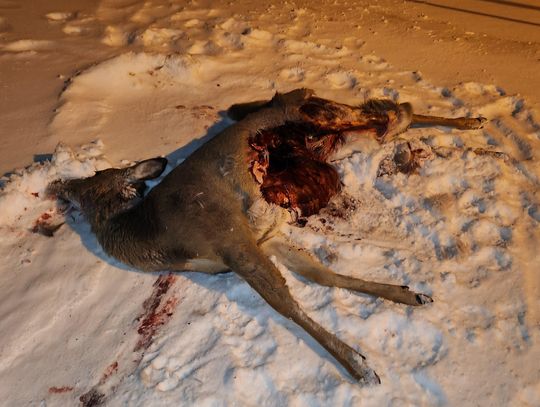 Trout Whisperer - Lupus, lives on