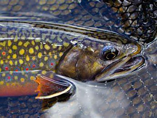 Trout Whisperer Salvelinus fontinalis