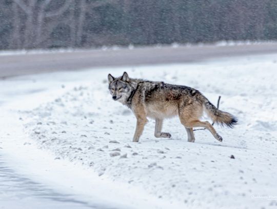 U.S. House passes legislation to delist gray wolf