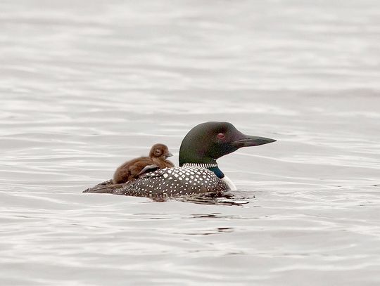 Volunteers needed in northeast MN for DNR loon survey