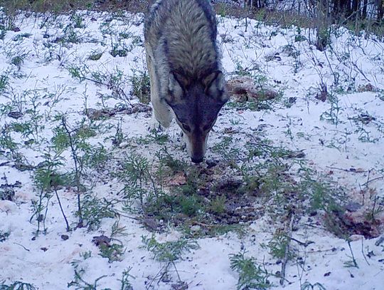 Wolf.Report empowers hunters to share wolf sightings across Minnesota