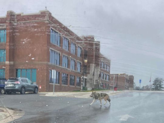 Wolf sighting stirs passion