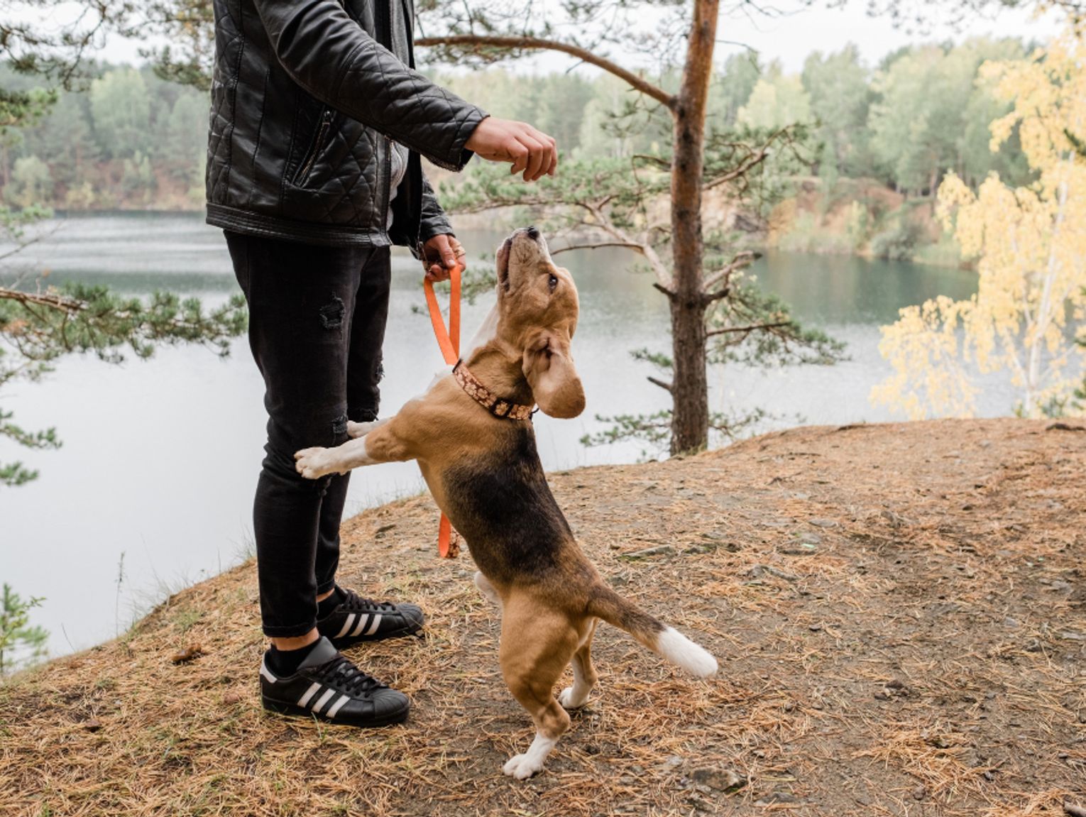 Forest Service offers clarification on dog leash rules